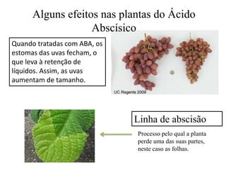 Linha de abscisão
Quando tratadas com ABA, os
estomas das uvas fecham, o
que leva à retenção de
líquidos. Assim, as uvas
aumentam de tamanho.
Alguns efeitos nas plantas do Ácido
Abscísico
Processo pelo qual a planta
perde uma das suas partes,
neste caso as folhas.