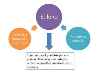 Etileno
Promove a
abscisão
Estimula a
maturação
dos frutos
Tem um papel protetor para as
plantas. Havendo uma infeção,
acelera o envelhecimento da parte
afectada.