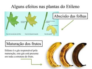 Maturação dos frutos
Abscisão das folhas
Alguns efeitos nas plantas do Etileno
Etileno é o gás responsável pela
maturação, este gás está presente
em toda a estrutura do fruto.