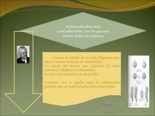 Ambos estudios muy contradictorios, por lo que aun existía dudas al respecto Usando el cabello de un niño (ligadura más fina)Constriñó el huevo de salamandra.  La mitad del huevo que contenía el nudo comenzó a dividirse normalmente. La otra mas amorfa no se desarrollo Concluyó “·en e núcleo está la información genética que  permite la inducción embrionaria. Volver 