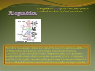 La  filogenia  (del  griego :  phylon  = tribu, raza y  genetikos  = relativo al nacimiento, de  génesis  = nacimiento) Parte de la  biología que estudia la evolución de las especies de forma global, en contraposición a la ontogenia  que estudia la evolución del individuo.  El desarrollo de los conocimientos en el campo de la genética ha permitido estudiar las diferencias y similitudes en las cadenas de  ADN e las diferentes especies. Asi se originan nuevas especies, proceden únicamente cambios en las características del espécimen, o incluso los efectos pueden ser imperceptibles .  
