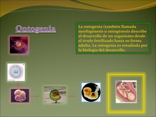 La ontogenia (también llamada morfogénesis u ontogénesis describe el desarrollo de un organismo desde el óvulo fertilizado hasta su forma adulta. La ontogenia es estudiada por la biología del desarrollo. 