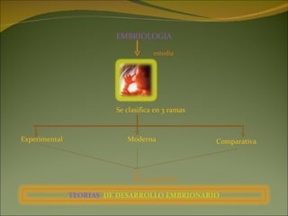 EMBRIOLOGÍA estudia Se clasifica en 3 ramas Experimental Moderna Comparativa Surgimiento TEORIAS   DE DESARROLLO EMBRIONARIO 
