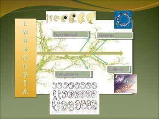 Experimental Moderna Química Comparativa 