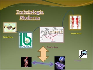 Genética Evolución Anatomía Volver 