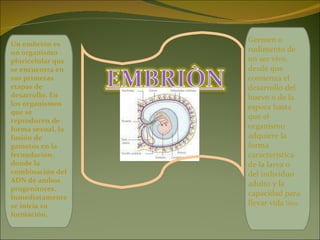 Un embrión es un organismo pluricelular que se encuentra en sus primeras etapas de desarrollo. En los organismos que se reproducen de forma sexual, la fusión de gametos en la fecundación,  donde la combinación del ADN de ambos progenitores. Inmediatamente se inicia su formación,  Germen o rudimento de un ser vivo, desde que comienza el desarrollo del huevo o de la espora hasta que el organismo adquiere la forma característica de la larva o del individuo adulto y la capacidad para llevar vida  libre 