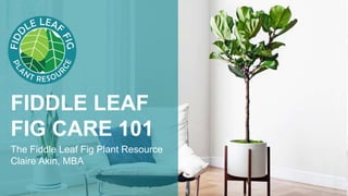 FIDDLE LEAF
FIG CARE 101
The Fiddle Leaf Fig Plant Resource
Claire Akin, MBA
 