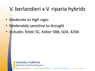 V. berlandieri x V. riparia hybrids
• Moderate to high vigor
• Moderately sensitive to drought
• Includes Teleki 5C, Kober 5BB, SO4, 420A
 