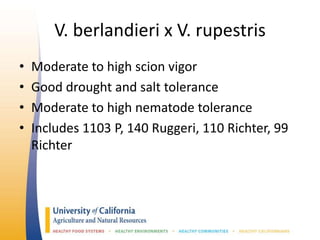 V. berlandieri x V. rupestris
• Moderate to high scion vigor
• Good drought and salt tolerance
• Moderate to high nematode tolerance
• Includes 1103 P, 140 Ruggeri, 110 Richter, 99
Richter
 