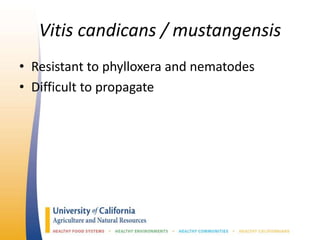 Vitis candicans / mustangensis
• Resistant to phylloxera and nematodes
• Difficult to propagate
 