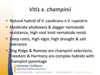 Vitis x. champinii
• Natural hybrid of V. candicans x V. rupestris
• Moderate phylloxera & dagger nematode
resistance, high root knot nematode resist.
• Deep roots, high vigor, high drought & salt
tolerance
• Dog Ridge & Ramsey are champinii selections;
Freedom & Harmony are complex hybrids with
champinii parentage
 