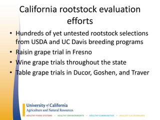 California rootstock evaluation
efforts
• Hundreds of yet untested rootstock selections
from USDA and UC Davis breeding programs
• Raisin grape trial in Fresno
• Wine grape trials throughout the state
• Table grape trials in Ducor, Goshen, and Traver
 