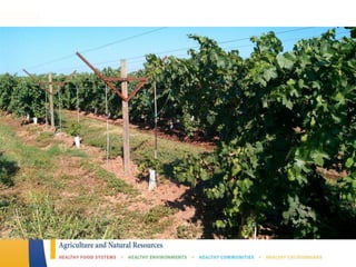 Fidelibus, ctgc rootstocks, 2015