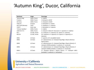 ‘Autumn King’, Ducor, California
Rootstock Origin Parentage
‘Autumn King’ USDA, Fresno V. vinifera
Freedom USDA, Fresno V champinii x 1613C
Harmony USDA, Fresno V. champinii x 1613C
Teleki 5C Hungary V. berlandieri x V. riparia
Salt Creek (Ramsey) Texas V. candicans x. V. rupestris
1103-P Sicily, Italy V. berlandieri x V. rupestris
‘Crimson Seedless’ USDA, Fresno V. vinifera
USDA 10-17 A USDA, Fresno V. simpsoni x Edna ((V. lincecumii x V. rupestris) x V. vinifera)
RS-3 UC KAC, Parlier (V. candicans x V. rupestris) x (V. riparia x V. rupestris)
RSD-34 UC KAC, Parlier ((V. candicans x V. rupestris) x (V. riparia x V. rupestris)) x V.
doaniana
GRN1 UC Davis V. rupestris x M. rotundifolia hybrid
GRN2 UC Davis (V. rufotomentosa x (V. champinii Dog Ridge x Riparia Gloire)) x
Riparia Gloire
GRN3 UC Davis (V. rufotomentosa x (V. champinii Dog Ridge x Riparia Gloire)) x V.
champinii c9038 (probably V. candicans x V. monticola)
GRN4 UC Davis (V. rufotomentosa x (V. champinii Dog Ridge x Riparia Gloire)) x V.
champinii c9038 (probably V. candicans x V. monticola)
GRN-5 UC Davis (V. champinii Ramsey x Riparia Gloire) x V. champinii c9021
(probably V. candicans x V. berlandieri)
 