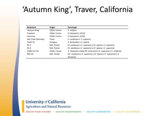 ‘Autumn King’, Traver, California
Rootstock Origin Parentage
‘Autumn King’ USDA, Fresno V. vinifera
Freedom USDA, Fresno V champinii x 1613C
Harmony USDA, Fresno V champinii x 1613C
Salt Creek (Ramsey) Texas V. candicans x. V. rupestris
Teleki 5C Hungary V. berlandieri x V. riparia
RS-3 KAC, Parlier (V. candicans x V. rupestris) x (V. riparia x V. rupestris)
RS-9 KAC, Parlier (V. candicans x V. rupestris) x (V. riparia x V. rupestris)
USDA 10-17A USDA, Fresno V. simpsonii x Edna ((V. lincecumii x V. rupestris) x V. vinifera))
RSD-34 KAC, Parlier ((V. candicans x V. rupestris) x (V. riparia x V. rupestris)) x V.
doaniana
 