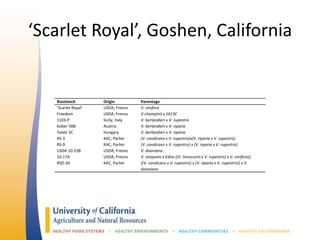‘Scarlet Royal’, Goshen, California
Rootstock Origin Parentage
‘Scarlet Royal’ USDA, Fresno V. vinifera
Freedom USDA, Fresno V champinii x 1613C
1103-P Sicily, Italy V. berlandieri x V. rupestris
Kober 5BB Austria V. berlandieri x V. riparia
Teleki 5C Hungary V. berlandieri x V. riparia
RS-3 KAC, Parlier (V. candicans x V. rupestris)x(V. riparia x V .rupestris)
RS-9 KAC, Parlier (V. candicans x V. rupestris) x (V. riparia x V. rupestris)
USDA 10-23B USDA, Fresno V. doaniana
10-17A USDA, Fresno V. simpsoni x Edna ((V. lincecumii x V. rupestris) x V. vinifera))
RSD-34 KAC, Parlier ((V. candicans x V. rupestris) x (V. riparia x V. rupestris)) x V.
doaniana
 