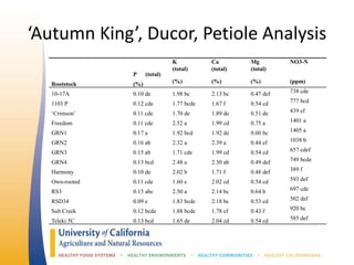 ‘Autumn King’, Ducor, Petiole Analysis
P (total)
K
(total)
Ca
(total)
Mg
(total)
NO3-N
Rootstock (%) (%) (%) (%) (ppm)
10-17A 0.10 de 1.98 bc 2.13 bc 0.47 def 738 cde
1103 P 0.12 cde 1.77 bcde 1.67 f 0.54 cd 777 bcd
‘Crimson’ 0.11 cde 1.70 de 1.89 de 0.51 de 439 ef
Freedom 0.11 cde 2.52 a 1.99 cd 0.75 a 1401 a
GRN1 0.17 a 1.92 bcd 1.92 de 0.60 bc 1405 a
GRN2 0.16 ab 2.32 a 2.39 a 0.44 ef 1038 b
GRN3 0.15 ab 1.71 cde 1.99 cd 0.54 cd 657 cdef
GRN4 0.13 bcd 2.48 a 2.30 ab 0.49 def 749 bcde
Harmony 0.10 de 2.02 b 1.71 f 0.48 def 389 f
Own-rooted 0.11 cde 1.60 e 2.02 cd 0.54 cd 593 def
RS3 0.15 abc 2.50 a 2.14 bc 0.64 b 697 cde
RSD34 0.09 e 1.83 bcde 2.18 bc 0.53 cd 502 def
Salt Creek 0.12 bcde 1.88 bcde 1.78 ef 0.43 f 920 bc
Teleki 5C 0.13 bcd 1.65 de 2.04 cd 0.54 cd 585 def
 