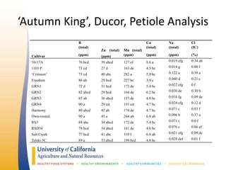 ‘Autumn King’, Ducor, Petiole Analysis
B
(total)
Zn (total) Mn (total)
Cu
(total)
Na
(total)
Cl
(IC)
Cultivar (ppm) (ppm) (ppm) (ppm) (ppm) (%)
10-17A 76 bcd 39 abcd 127 ef 8.6 a 0.019 efg 0.34 ab
1103 P 73 cd 27 d 163 de 4.5 bc 0.014 g 0.00 f
‘Crimson’ 73 cd 40 abc 282 a 5.9 bc 0.122 a 0.38 a
Freedom 86 ab 29 bcd 227 bc 3.9 c 0.040 d 0.21 c
GRN1 72 d 31 bcd 173 de 5.4 bc 0.022 efg 0 f
GRN2 82 abcd 29 bcd 164 de 6.2 bc 0.030 de 0.30 b
GRN3 85 ab 36 abcd 157 de 4.8 bc 0.016 fg 0.09 de
GRN4 90 a 29 cd 191 cd 4.7 bc 0.024 efg 0.12 d
Harmony 80 abcd 42 ab 174 de 4.7 bc 0.071 c 0.03 f
Own-rooted 90 a 45 a 244 ab 6.8 ab 0.096 b 0.37 a
RS3 84 abc 34 abcd 172 de 5.4 bc 0.071 c 0.0 f
RSD34 78 bcd 34 abcd 161 de 4.6 bc 0.076 c 0.06 ef
Salt Creek 77 bcd 41 abc 110 f 6.8 ab 0.021 efg 0.09 de
Teleki 5C 89 a 33 abcd 199 bcd 4.8 bc 0.028 def 0.01 f
 