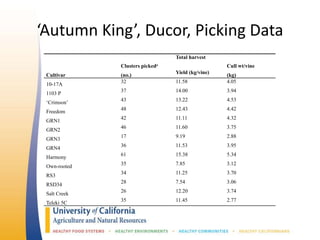 ‘Autumn King’, Ducor, Picking Data
Clusters pickedz
Total harvest
Cull wt/vine
Cultivar (no.)
Yield (kg/vine)
(kg)
10-17A
32 11.58 4.05
1103 P
37 14.00 3.94
‘Crimson’
43 13.22 4.53
Freedom
48 12.43 4.42
GRN1
42 11.11 4.32
GRN2
46 11.60 3.75
GRN3
17 9.19 2.88
GRN4
36 11.53 3.95
Harmony
61 15.38 5.34
Own-rooted
35 7.85 3.12
RS3
34 11.25 3.70
RSD34
28 7.54 3.06
Salt Creek
26 12.20 3.74
Teleki 5C
35 11.45 2.77
 