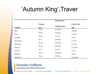 ‘Autumn King’,Traver
Clusters
Total harvest
Cull wt/vine
Cultivar (no.)
Yield (kg/vine)
(kg)
RS-3
75 ab 25.10 bc
2.69 abc
RS-9
70 ab 24.29 bc
2.91 ab
Freedom
63 ab 17.92 d
1.82 d
Own Root
83 a 28.66 ab
2.77 ab
Harmony
69 ab 22.34 cd
1.91 cd
Ramsey
70 ab 23.86 bc
2.12 bcd
10-17A
61 b 31.41 a
3.29 a
RSD-34
78 ab 26.38 abc
3.00 a
Teleki 5C
76 ab 24.74 bc
2.56 abcd
 