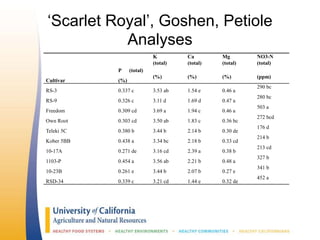 ‘Scarlet Royal’, Goshen, Petiole
Analyses
P (total)
K
(total)
Ca
(total)
Mg
(total)
NO3-N
(total)
Cultivar (%)
(%) (%) (%) (ppm)
RS-3 0.337 c 3.53 ab 1.54 e 0.46 a
290 bc
RS-9 0.326 c 3.11 d 1.69 d 0.47 a
280 bc
Freedom 0.309 cd 3.69 a 1.94 c 0.46 a
503 a
Own Root 0.303 cd 3.50 ab 1.83 c 0.36 bc
272 bcd
Teleki 5C 0.380 b 3.44 b 2.14 b 0.30 de
176 d
Kober 5BB 0.438 a 3.34 bc 2.18 b 0.33 cd
214 b
10-17A 0.271 de 3.16 cd 2.39 a 0.38 b
213 cd
1103-P 0.454 a 3.56 ab 2.21 b 0.48 a
327 b
10-23B 0.261 e 3.44 b 2.07 b 0.27 e
341 b
RSD-34 0.339 c 3.21 cd 1.44 e 0.32 de
452 a
 