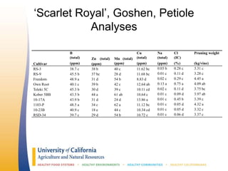 ‘Scarlet Royal’, Goshen, Petiole
Analyses
B
(total) Zn (total) Mn (total)
Cu
(total)
Na
(total)
Cl
(IC)
Pruning weight
Cultivar (ppm) (ppm) (ppm) (ppm) (ppm) (%) (kg/vine)
RS-3 38.7 c 38 b 40 c 11.62 bc 0.03 b 0.28 c 3.31 c
RS-9 45.5 b 37 bc 28 d 11.68 bc 0.01 c 0.11 d 3.28 c
Freedom 48.9 a 31 d 54 b 8.83 d 0.02 c 0.29 c 4.45 a
Own Root 40.1 c 39 b 42 c 12.64 ab 0.13 a 0.75 a 4.09 ab
Teleki 5C 45.3 b 30 d 39 c 10.11 cd 0.02 c 0.11 d 3.75 bc
Kober 5BB 43.5 b 44 a 61 ab 10.64 c 0.01 c 0.09 d 3.97 ab
10-17A 43.9 b 31 d 24 d 13.86 a 0.01 c 0.45 b 3.39 c
1103-P 48.5 a 34 c 62 a 11.12 bc 0.01 c 0.05 d 4.32 a
10-23B 40.9 c 18 e 44 c 10.34 cd 0.01 c 0.05 d 3.32 c
RSD-34 39.7 c 29 d 54 b 10.72 c 0.01 c 0.06 d 3.37 c
 