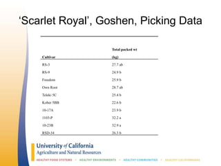 ‘Scarlet Royal’, Goshen, Picking Data
Total packed wt
Cultivar (kg)
RS-3 27.7 ab
RS-9 24.9 b
Freedom 25.9 b
Own Root 28.7 ab
Teleki 5C 25.4 b
Kober 5BB 22.6 b
10-17A 23.9 b
1103-P 32.2 a
10-23B 32.9 a
RSD-34 26.3 b
 