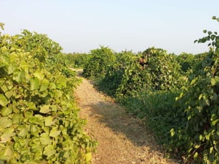 Fidelibus, ctgc rootstocks, 2015