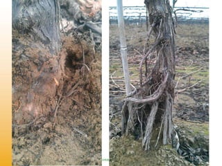 Fidelibus, ctgc rootstocks, 2015