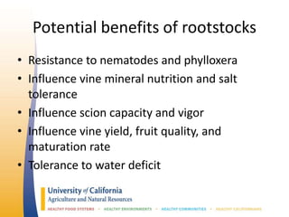 Potential benefits of rootstocks
• Resistance to nematodes and phylloxera
• Influence vine mineral nutrition and salt
tolerance
• Influence scion capacity and vigor
• Influence vine yield, fruit quality, and
maturation rate
• Tolerance to water deficit
 