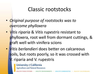 Classic rootstocks
• Original purpose of rootstocks was to
overcome phylloxera
• Vitis riparia & Vitis rupestris resistant to
phylloxera, root well from dormant cuttings, &
graft well with vinifera scions
• Vitis berlandieri does better on calcareous
soils, but roots poorly, so it was crossed with
V. riparia and V. rupestris
 