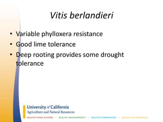 Vitis berlandieri
• Variable phylloxera resistance
• Good lime tolerance
• Deep rooting provides some drought
tolerance
 