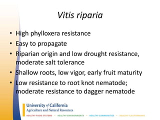 Vitis riparia
• High phylloxera resistance
• Easy to propagate
• Riparian origin and low drought resistance,
moderate salt tolerance
• Shallow roots, low vigor, early fruit maturity
• Low resistance to root knot nematode;
moderate resistance to dagger nematode
 