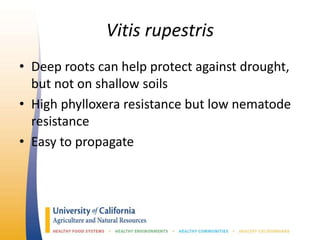 Vitis rupestris
• Deep roots can help protect against drought,
but not on shallow soils
• High phylloxera resistance but low nematode
resistance
• Easy to propagate
 