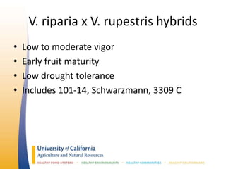 V. riparia x V. rupestris hybrids
• Low to moderate vigor
• Early fruit maturity
• Low drought tolerance
• Includes 101-14, Schwarzmann, 3309 C
 
