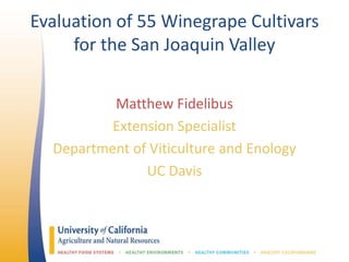 Evaluation of 55 Winegrape Cultivars
for the San Joaquin Valley
Matthew Fidelibus
Extension Specialist
Department of Viticulture and Enology
UC Davis
 