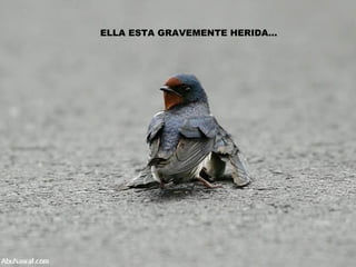 ELLA ESTA GRAVEMENTE HERIDA… 