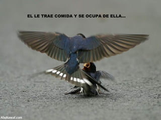 EL LE TRAE COMIDA Y SE OCUPA DE ELLA… 