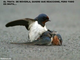 EL TRATA  DE MOVERLA, QUIERE QUE REACCIONE, PERO TODO  ES INUTIL… 