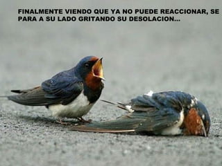 FINALMENTE VIENDO QUE YA NO PUEDE REACCIONAR, SE PARA A SU LADO GRITANDO SU DESOLACION… 