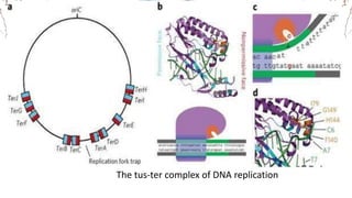 The tus-ter complex of DNA replication
 