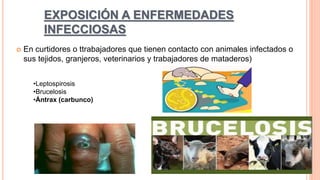 EXPOSICIÓN A ENFERMEDADES
INFECCIOSAS
 En curtidores o ttrabajadores que tienen contacto con animales infectados o
sus tejidos, granjeros, veterinarios y trabajadores de mataderos)
•Leptospirosis
•Brucelosis
•Ántrax (carbunco)
 