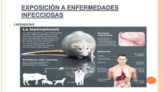 EXPOSICIÓN A ENFERMEDADES
INFECCIOSAS
• Leptospirosis
 