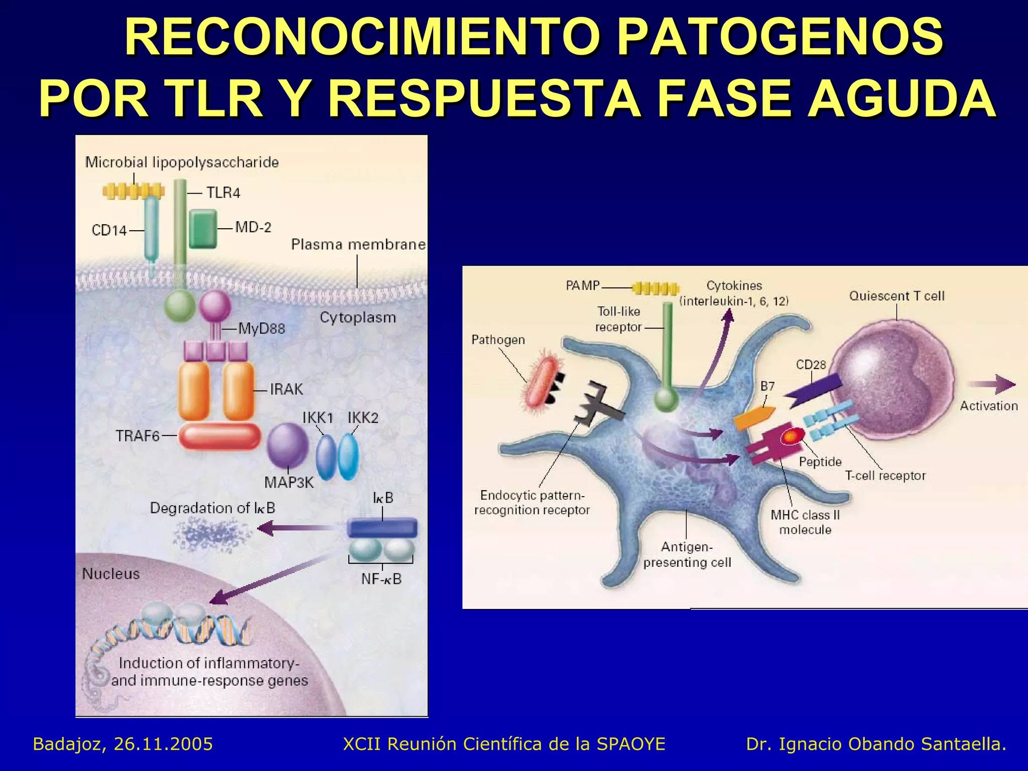 RECONOCIMIENTO PATOGENOS
POR TLR Y RESPUESTA FASE AGUDA




Badajoz, 26.11.2005   XCII Reunión Científica de la SPAOYE   Dr. Ignacio Obando Santaella.
 