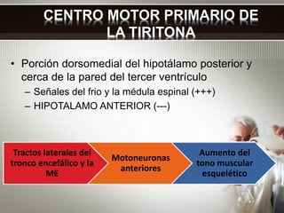 Tractos laterales del
tronco encefálico y la
ME
Motoneuronas
anteriores
Aumento del
tono muscular
esquelético
CENTRO MOTOR...