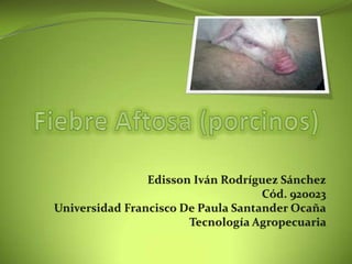 Fiebre Aftosa (porcinos)  Edisson Iván Rodríguez Sánchez Cód. 920023 Universidad Francisco De Paula Santander Ocaña Tecnología Agropecuaria  