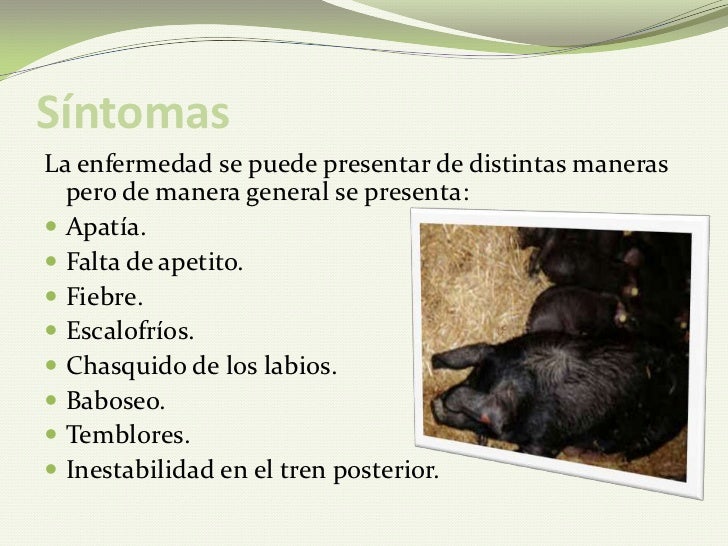 Fiebre aftosa