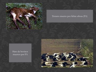 Ternero muerto por fiebre aftosa (FA)




Hato de bovinos
muertos por FA
 