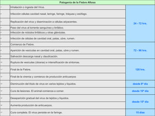 Patogenia de la Fiebre Aftosa
1°    Inhalación o ingesta del Virus.

2°    Infección células cavidad nasal, laringe, faringe, tráquea y esófago.

3°    Replicación del virus y diseminación a células adyacentes.
                                                                                    24 - 72 hrs.
4°    Paso del virus al torrente sanguíneo y linfático.
5°    Infección de nódulos linfáticos y otras glándulas.

6°    Infección de células de cavidad oral, patas, ubre, rumen.

7°    Comienzo de Fiebre.

8°    Aparición de vesículas en cavidad oral, patas, ubre y rumen.                  72 - 96 hrs.

9°    Salivación descarga nasal y claudicación.

10°   Ruptura de vesículas (úlceras) e intensificación de síntomas.

11°   Final de la Fiebre.                                                            120 hrs.

12°   Final de la viremia y comienzo de producción anticuerpos

13°   Disminución del título de virus en varios tejidos y líquidos.                desde 8º día

14°   Cura de lesiones. El animal comienza a comer.                                desde 10º día

15°   Desaparición gradual del virus de tejidos y líquidos.
                                                                                   desde 15º día
16°   Aumenta producción de anticuerpos.

17°   Cura completa. El virus persiste en la faringe.                                 15 días
 