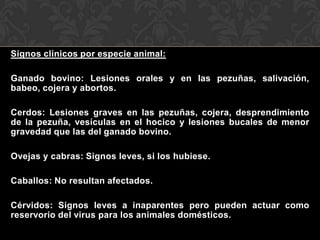Signos clínicos por especie animal:

Ganado bovino: Lesiones orales y en las pezuñas, salivación,
babeo, cojera y abortos.

Cerdos: Lesiones graves en las pezuñas, cojera, desprendimiento
de la pezuña, vesículas en el hocico y lesiones bucales de menor
gravedad que las del ganado bovino.

Ovejas y cabras: Signos leves, si los hubiese.

Caballos: No resultan afectados.

Cérvidos: Signos leves a inaparentes pero pueden actuar como
reservorio del virus para los animales domésticos.
 